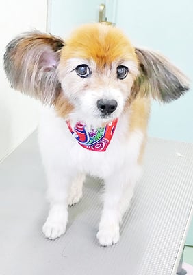 玉利ゆずちゃん