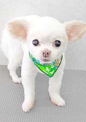 上馬場ゆきちゃん