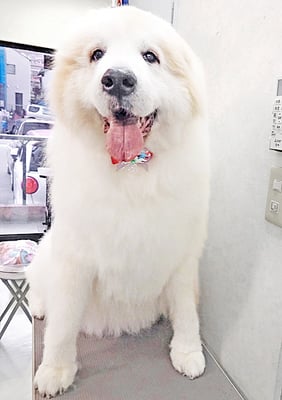 田代メイちゃん