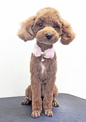 小玉ポコちゃん