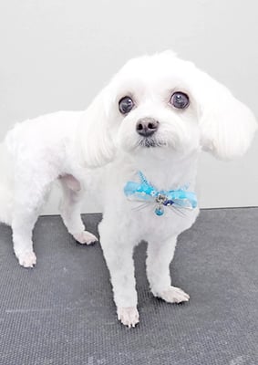 前原バニラちゃん