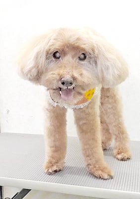 米澤ミントちゃん