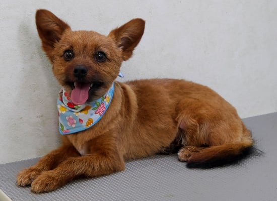 助村るぅちゃん