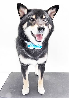 貴島ボタンちゃん