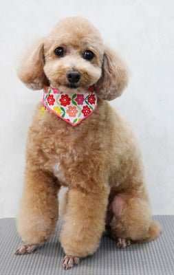 小野ハナちゃん