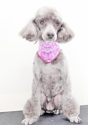 渡辺モップちゃん