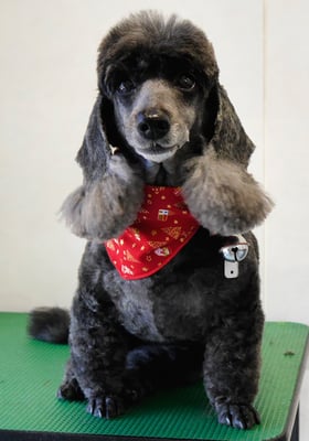 梶原リヴちゃん