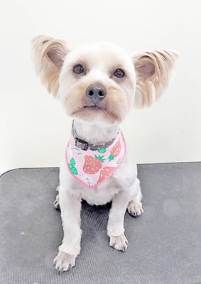 米森もーりーちゃん