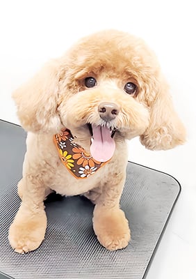 木村プリンちゃん