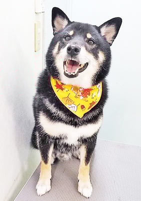 貴島ボタンちゃん