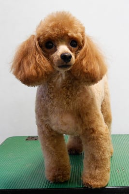 森崎ネネちゃん