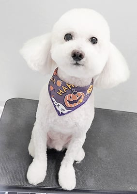 嶽本ムムちゃん