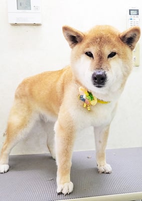 瀧川カルちゃん