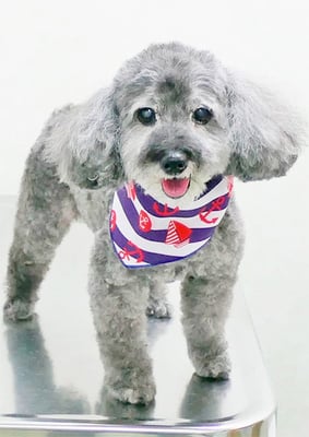 本渡プリンちゃん