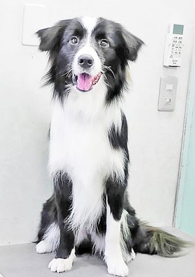 斉脇ベルちゃん