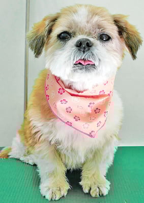 堂園ロンちゃん