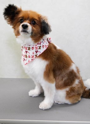 玉利ユズちゃん