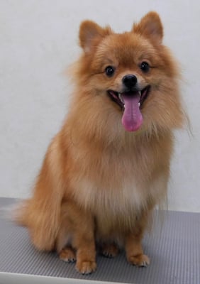 大井ポンタちゃん