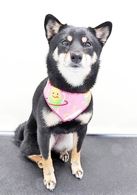 登あんこちゃん