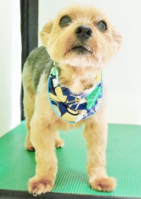 中野ルパンちゃん