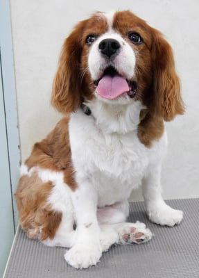 久永ココロちゃん