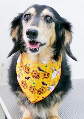 湯田モモちゃん