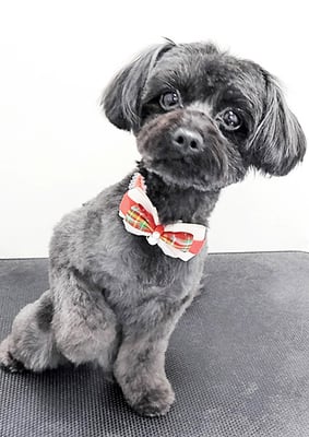 木原シェルちゃん