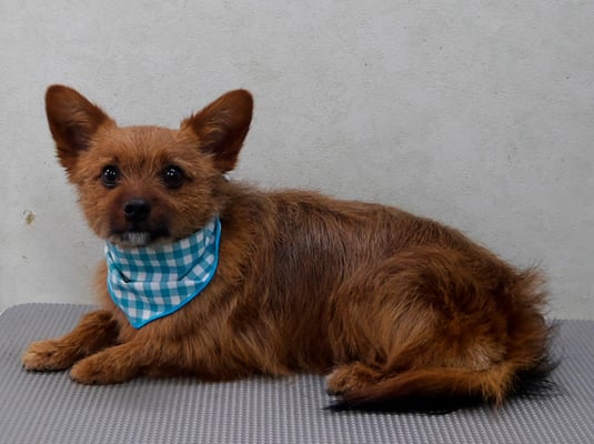 助村ルウちゃん