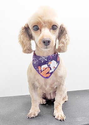 中村てぃーちゃん