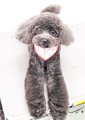 石田おはぎちゃん