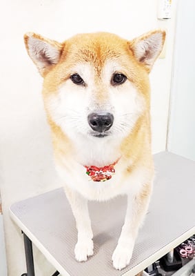 姶良レンちゃん