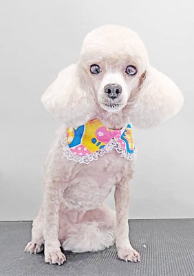 新留モコちゃん