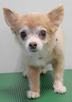 江上ベベちゃん