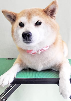 小田ハルちゃん