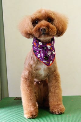 米澤ミントちゃん