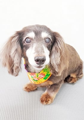 青野チャチャちゃん