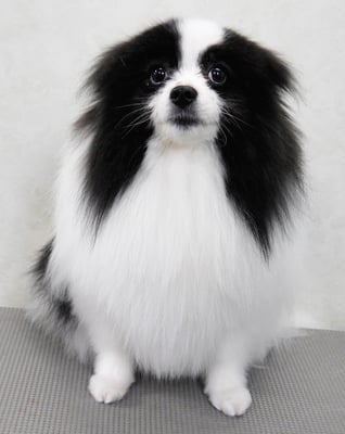 森崎マリアンちゃん