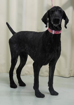 瀬戸山ココアちゃん