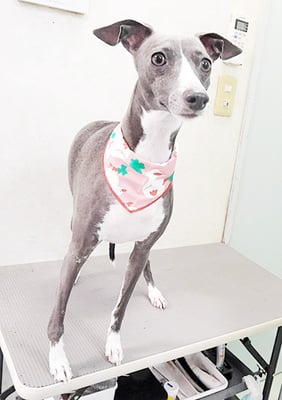 宮下レジーナちゃん