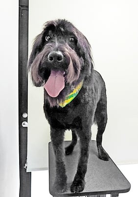 田代ロッティちゃん