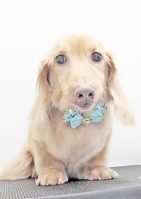 前薗パルちゃん