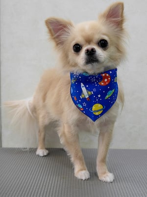 島田ペロちゃん