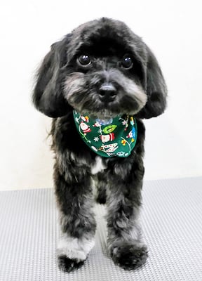 山口オレオちゃん