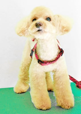 尾迫レオちゃん