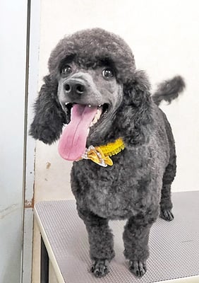 中鶴ノアちゃん