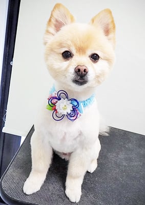 徳留クマちゃん