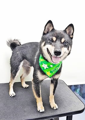 中野めらんちゃん