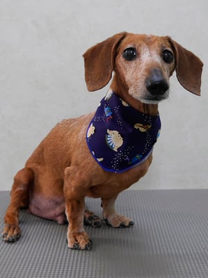 杉元コサブロウちゃん