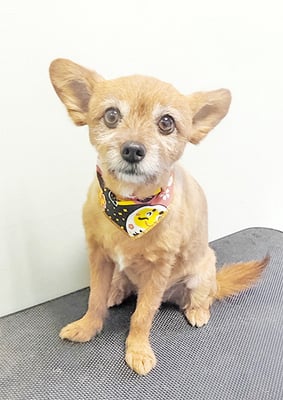 助村ルウちゃん