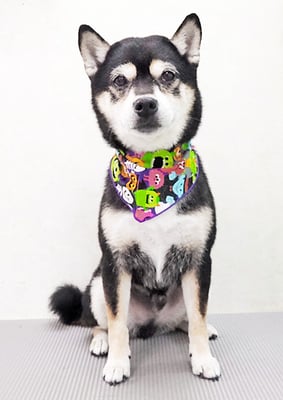 岩﨑レイちゃん